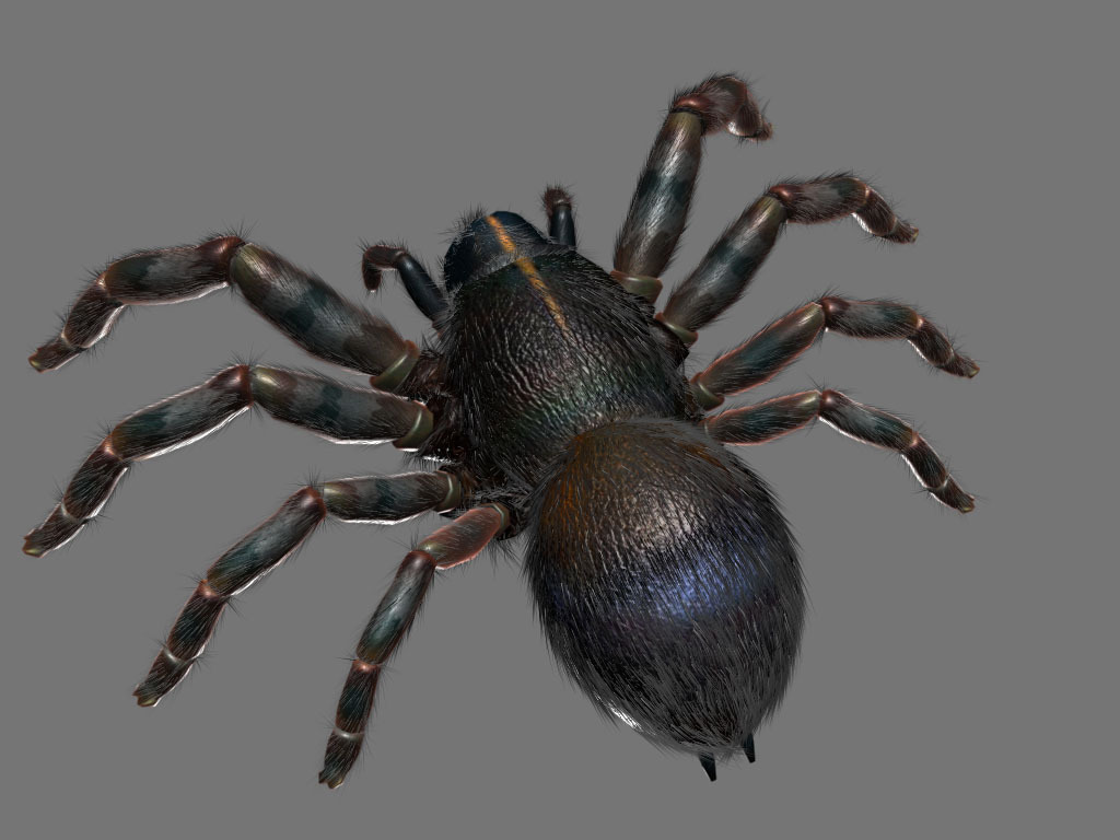 蜘蛛3D模型 3d模型下載,3d模型庫免費(fèi)下載,3d模型庫,3d模型制作