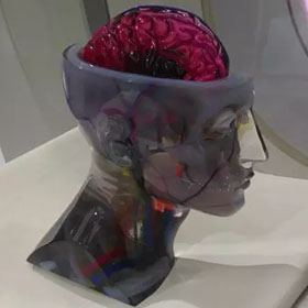 彩色3d打印人體器官醫(yī)學(xué)模型4