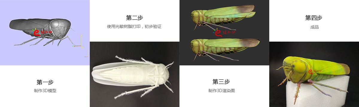3D打印生物標本3d打印制作流程